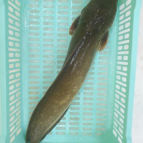 Broadhead Clarias Fish